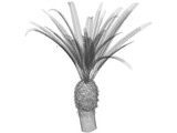 Phoenix Canariensis 3D Model