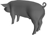 Pig 3D Model