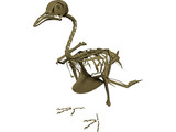 Pigeon Skeleton 3D Model preview