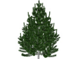 Pine Tree 3D Model preview