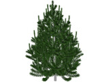 Pine Tree 3D Model
