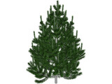 Pine Tree 3D Model