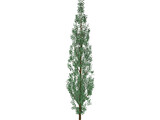 Pine Tree 3D Model preview
