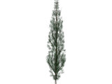 Pine Tree 3D Model