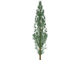 Pine Tree 3D Model