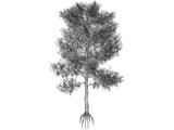 Pinus Coulteri Tree 3D Model