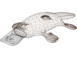 Platypus 3D Model