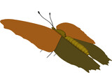 Poke Eye Butterfly 3D Model preview