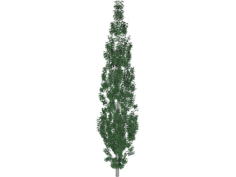 Populus 3D Model