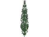 Populus 3D Model preview