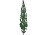 Populus 3D Model