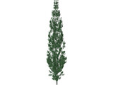 Populus 3D Model