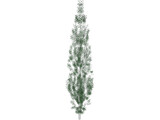 Populus 3D Model