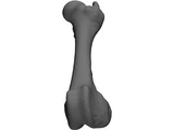 Porcine Femur 3D Model