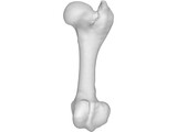Porcine Femur 3D Model