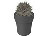Potted Cactus Plant 3D Model