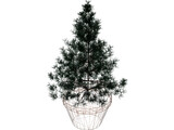 Potted Pine Tree 3D Model