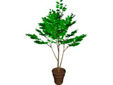 Potted Tree 3D Model preview
