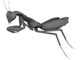 Praying Mantis 3D Model preview
