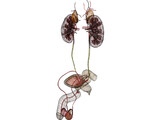 Prostate 3D Model