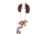 Prostate 3D Model