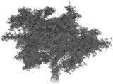 Quercus Tree 3D Model