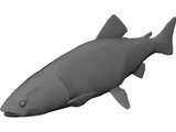 Rainbow Trout 3D Model preview