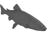 Rainbow Trout 3D Model
