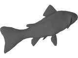 Rainbow Trout 3D Model