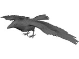 Raven 3D Model preview