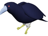 Raven 3D Model preview