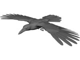 Raven 3D Model preview