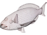Red Parrotfish 3D Model