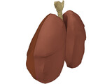 Respiratory Upper 3D Model