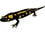 Salamandra 3D Model preview