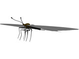Sallow Tail Butterfly 3D Model