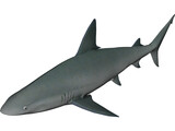 Sandbar Shark 3D Model preview
