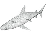 Sandbar Shark 3D Model