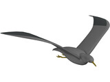 Seagull Flying 3D Model
