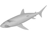 Shark 3D Model