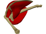 Shoulder 3D Model