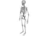 Skeleton 3D Model