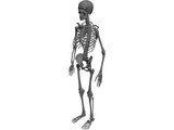 Skeleton 3D Model preview