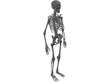 Skeleton 3D Model