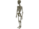 Skeleton Female 3D Model preview