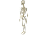 Skeleton Female 3D Model