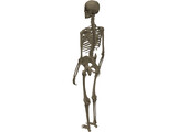 Skeleton Female 3D Model