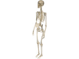 Skeleton Female 3D Model