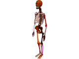 Skeleton Female 3D Model preview