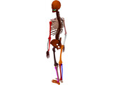 Skeleton Female 3D Model